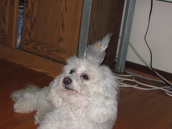 Bird on de head
