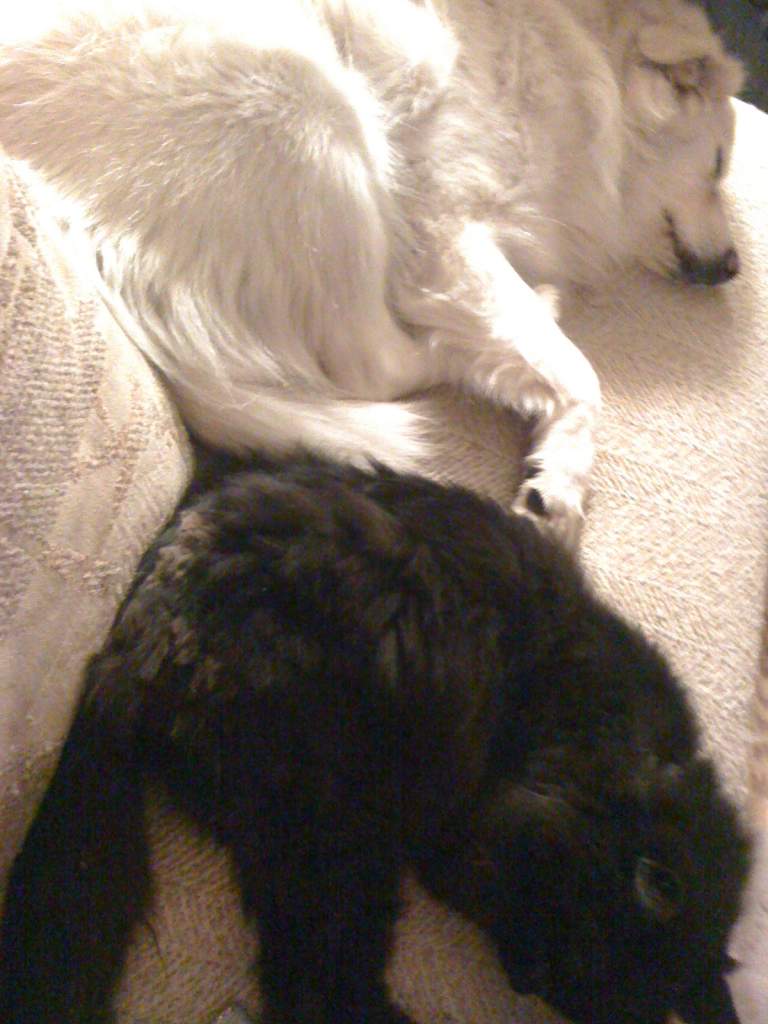 black and white, cat and dog both sleeping ;p