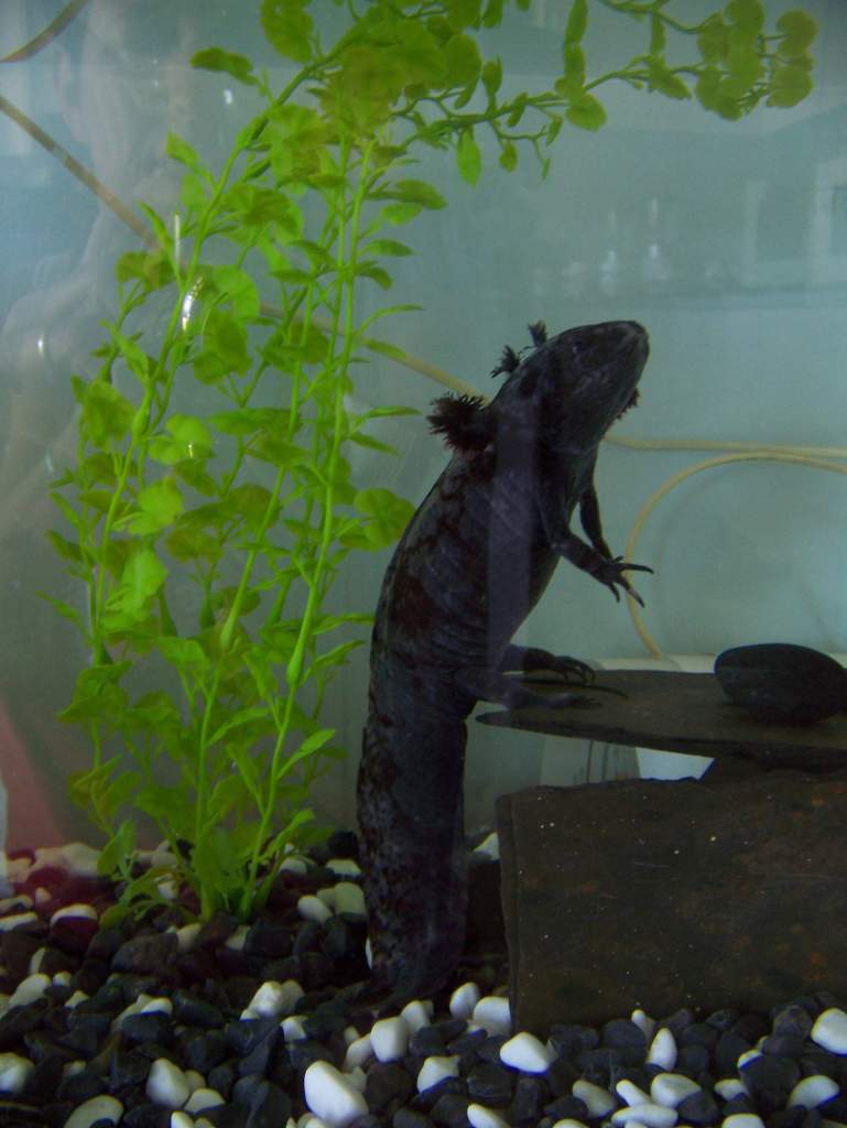 Black Betty in 2005