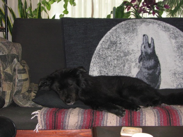 Black Dog