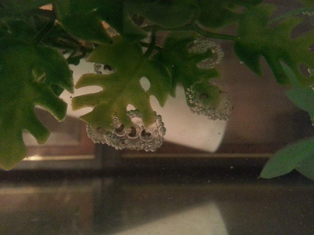 Black eggs elongated