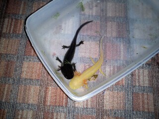 Black one was called Amigo He died a few months ago :/ because the shop i brought him from keeps them in terrible condition :( and the Yellow on is ca