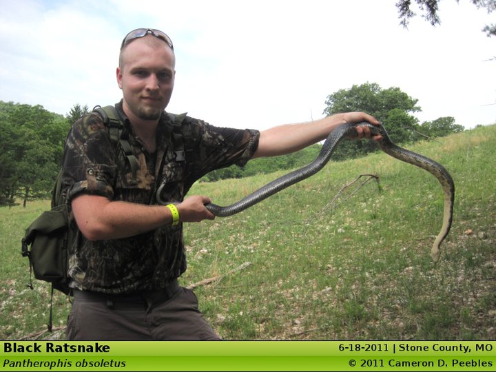 Black rat snake