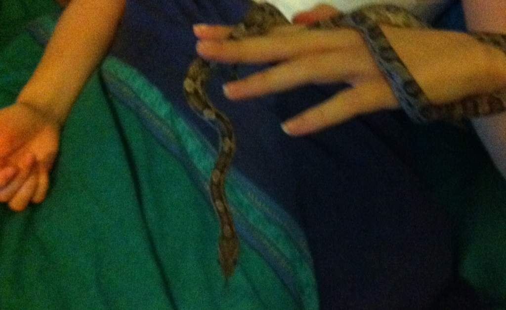 Blaze - anery corn snake.