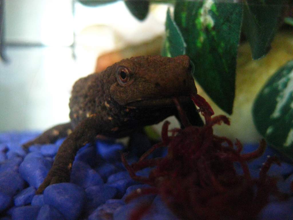 bloodworm spaghetti