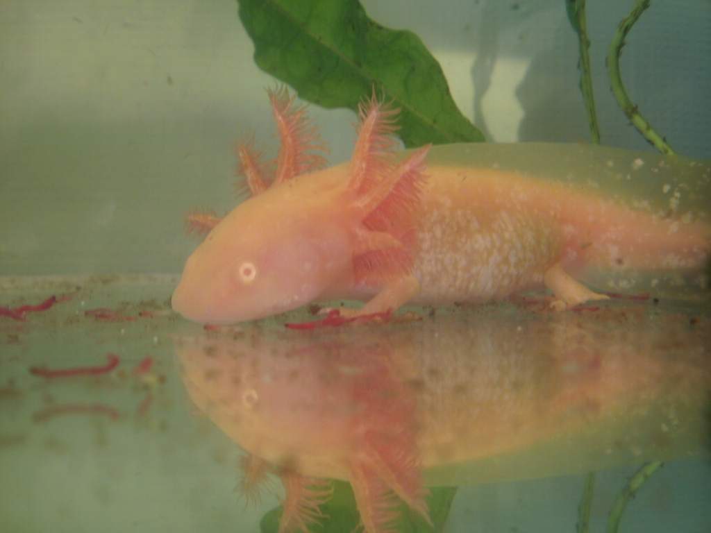 Bloodworm time (NomNom) -Lex-