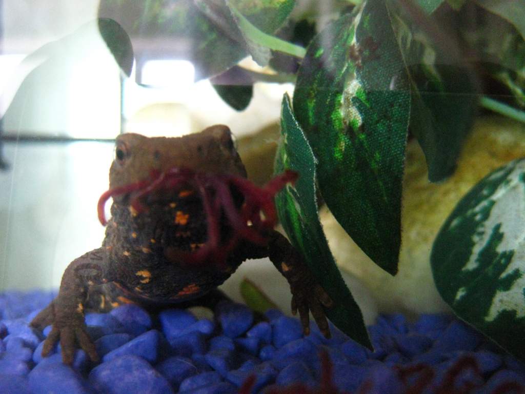 bloodworm time