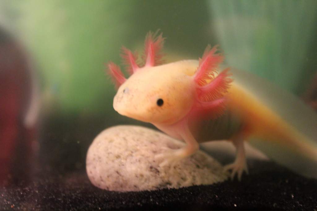 bloodworms? For me? (~5 months)