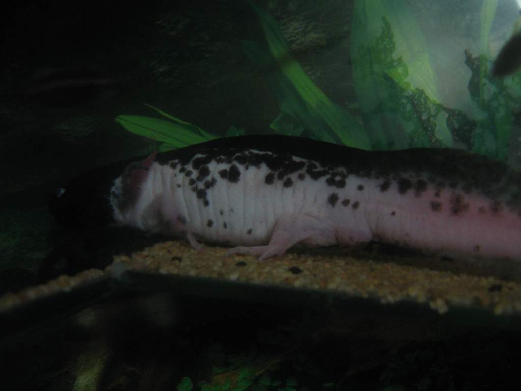 Blot again, will hopefully have pictures of her brother soon.