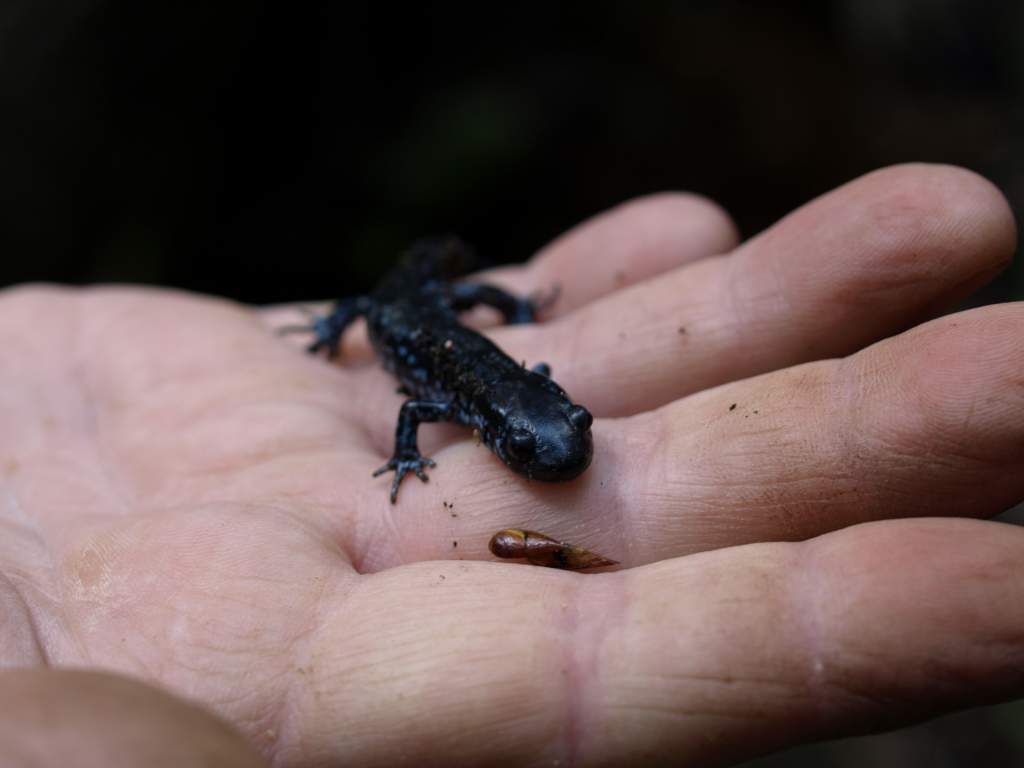 Blue spotted Salamander