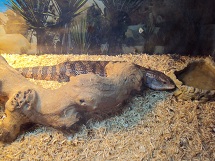 Blue tongue skink