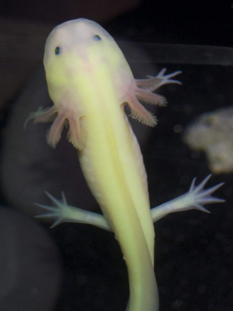 Bluebell coming to the surface looking for a snack!