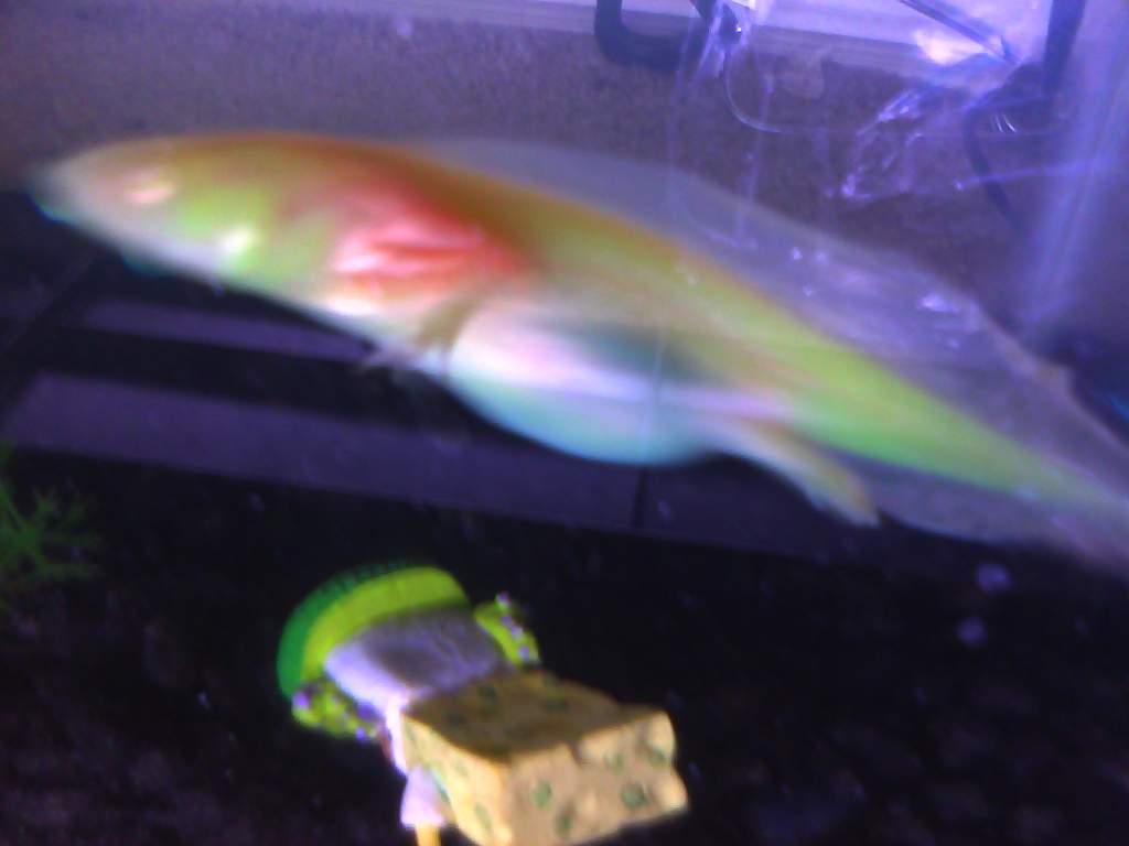 Blurry but you can see his puffy tummy filled with gravel. :/