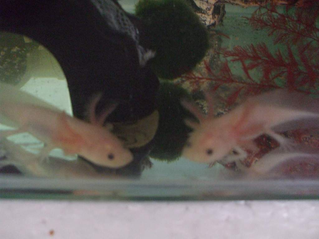 Blurry close-up photo of the 2 baby leucies
19/06/11
