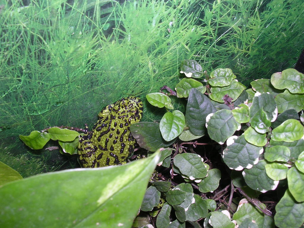Bombina orientalis