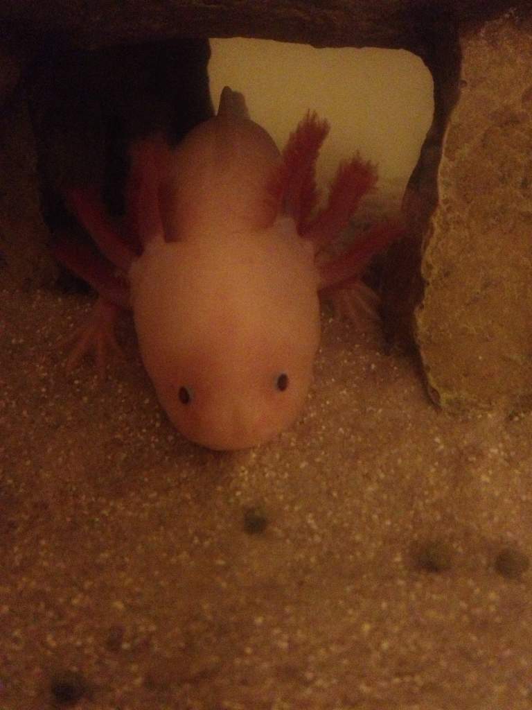 bonnie <3
