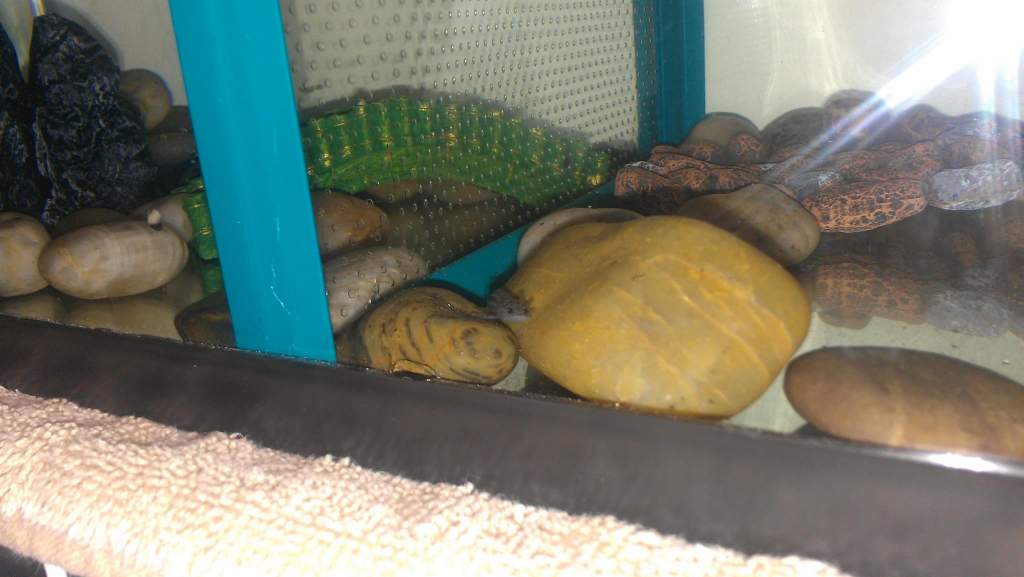 Bonzai in her new house!