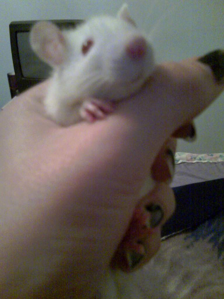 Boo, my second rat. Just a normal albino, she was a sweet little girl.