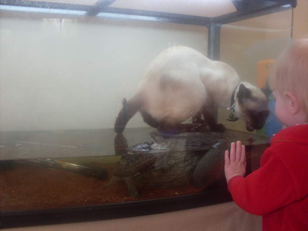 Boston in the turtle tank