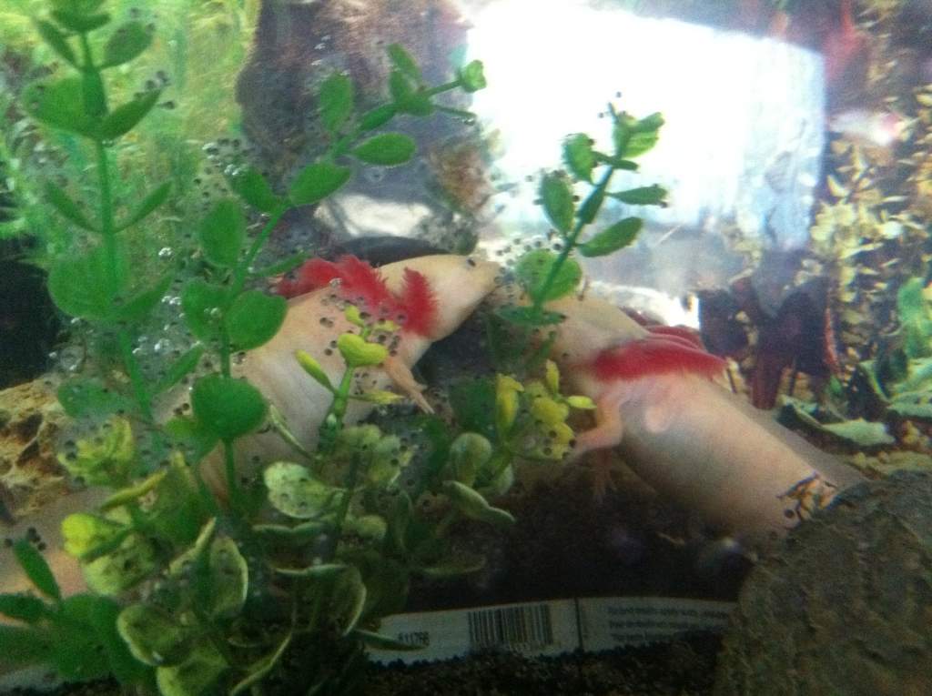 Both laying eggs!