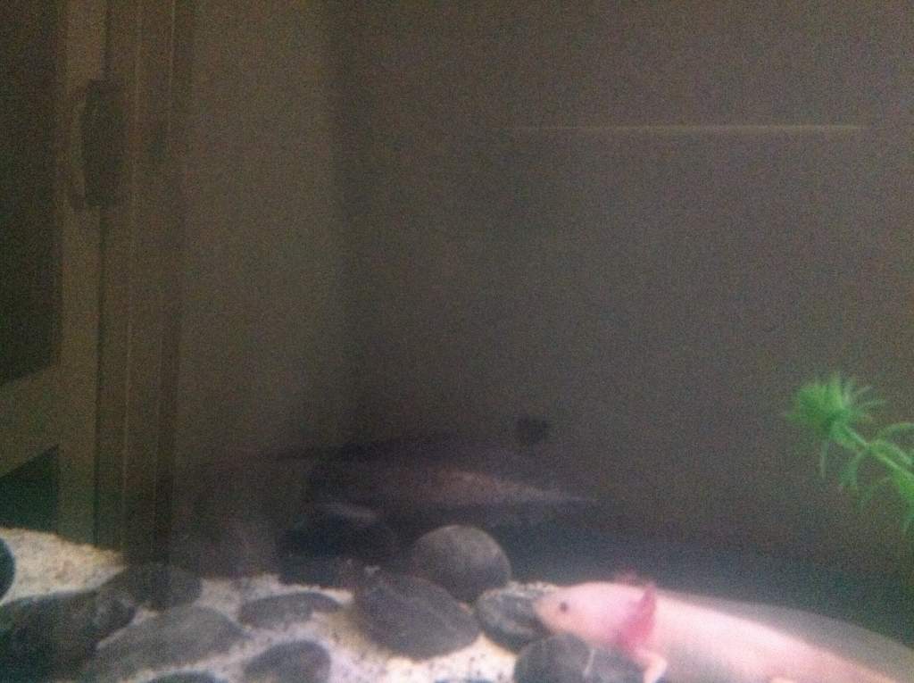 Both of my baby's