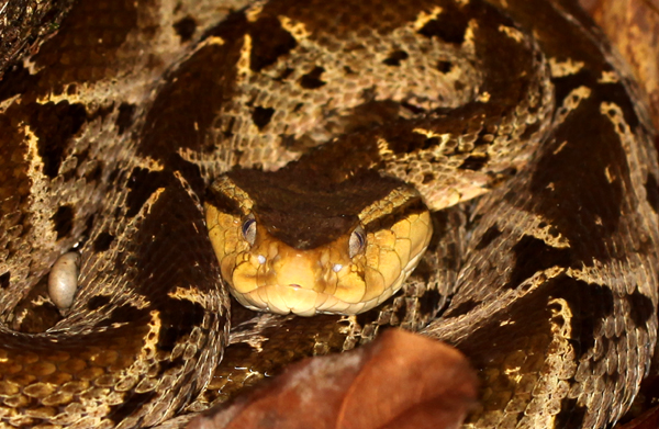 Bothrops asper - Fer-de-Lance