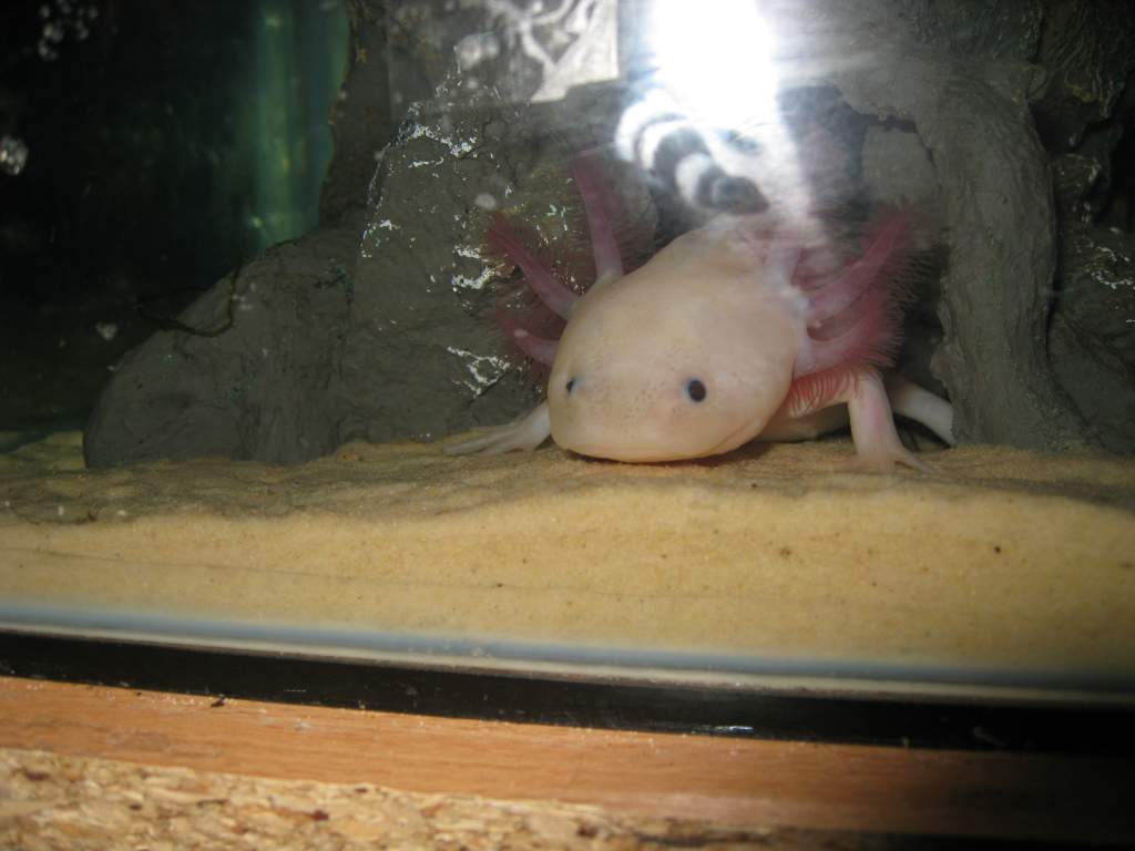 boys axolotls 023