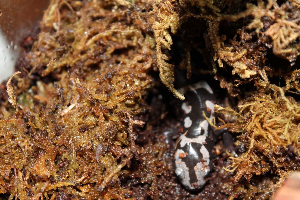 Brad, the coolest salamander in the world!
