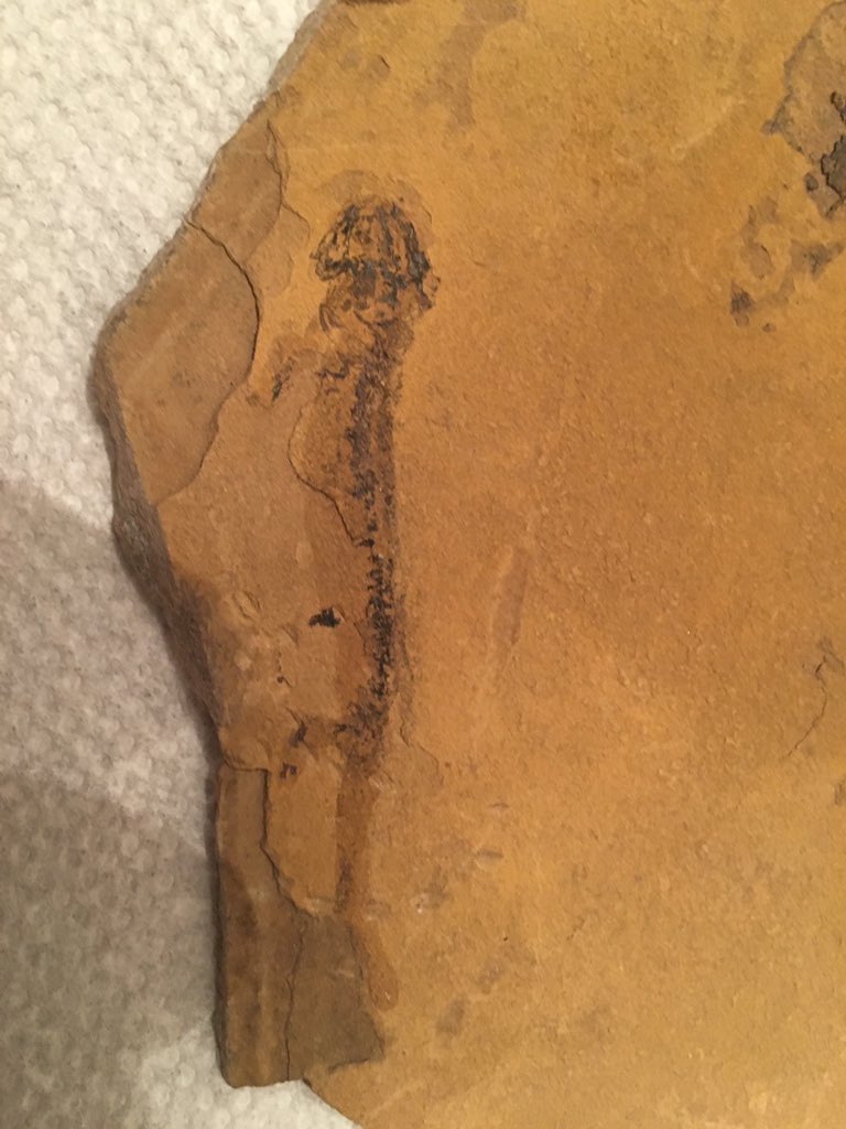 Branchiasaurus, a caudate-like Permian temnospondyl from Germany.