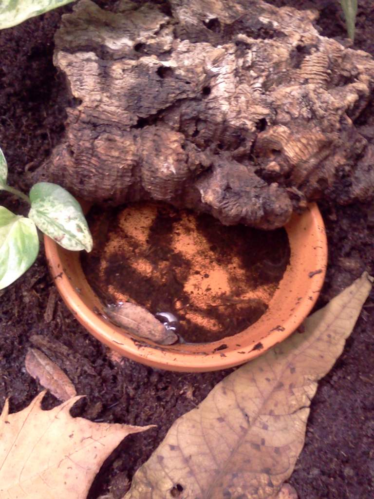 Breeding pots