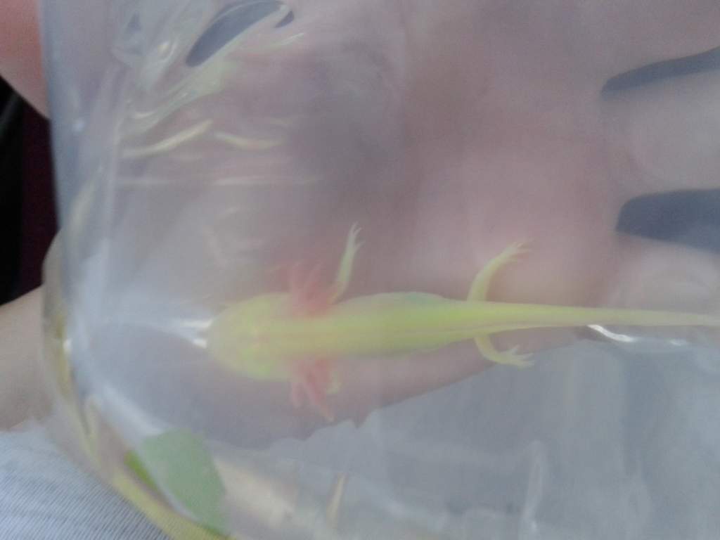 Bringing him home!