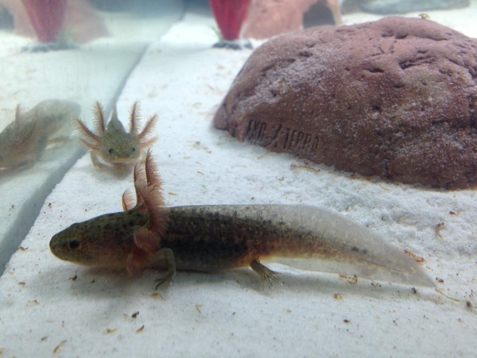 Brother & sister in their new home