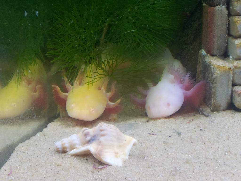 (Brothers or Sisters) Nugget and Shroom