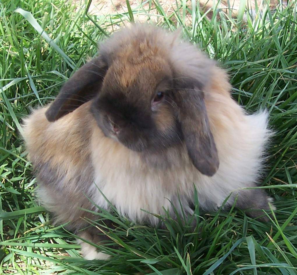 brown fuzzy lop bunny