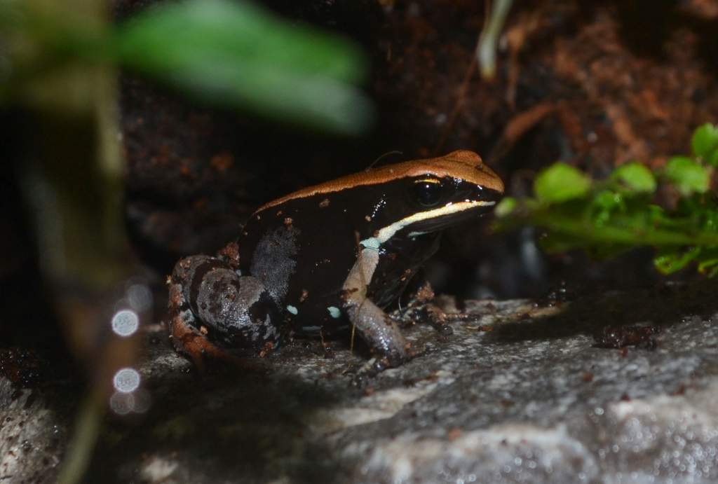 Brown Leaf Mantella
Nomenclature: Mantella betsileo
IUCN Red List: Least Concern
Country of Origin: Western to Central Madagascar.


© 2013 (These are