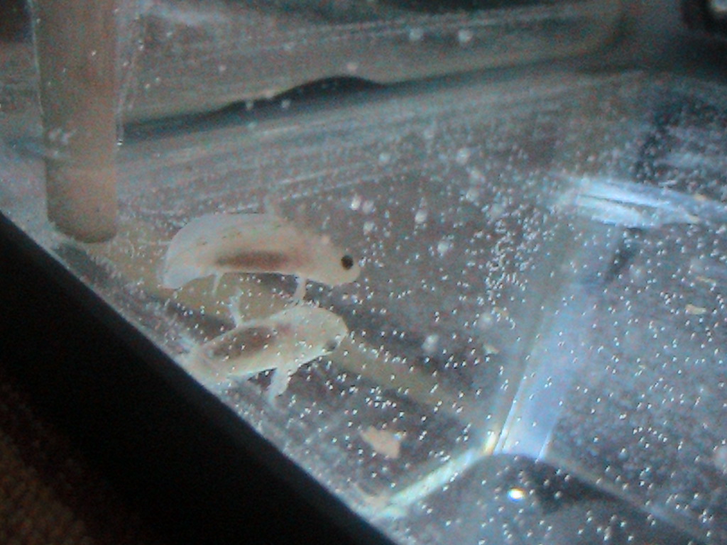 Bubbles <3