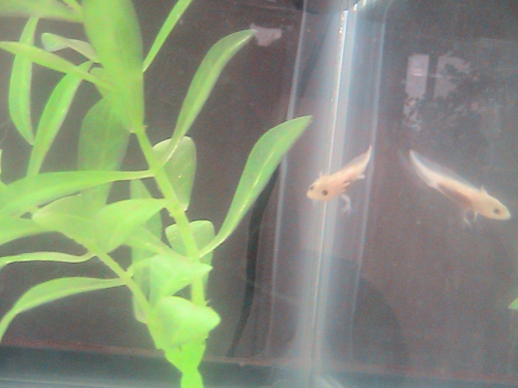 Bubbles <3