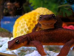 Buck and friend   Taricha Granulosa