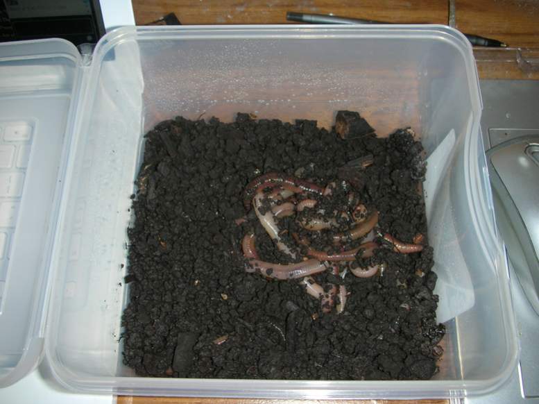 bucket of worms