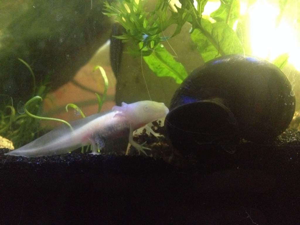 Buddy and his XL mystery snail!