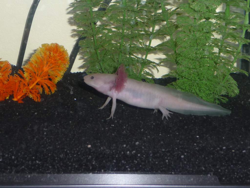 Buddy in his aquarium with the new substrate.
11cms or 4&1/3 inches long today.