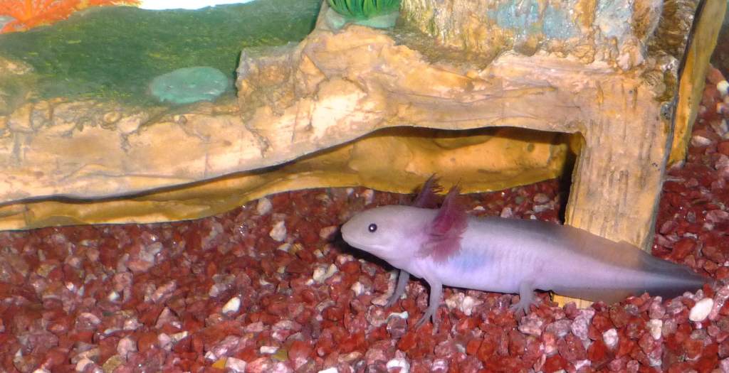 Buddy with his old substrate which I was worried about, so we changed it as soon as we could.
