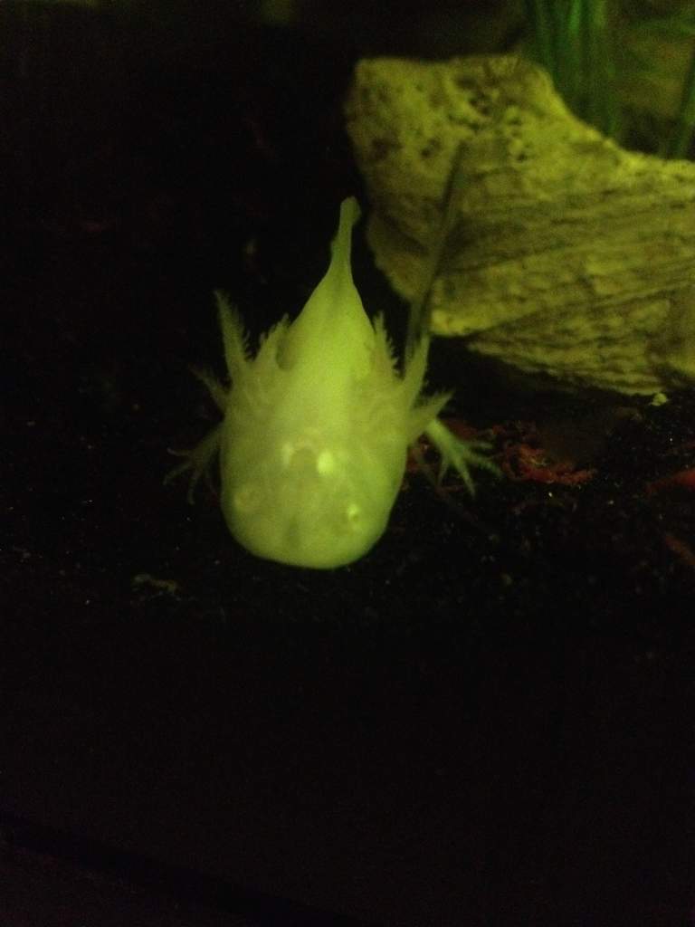 Buddy's getting big.