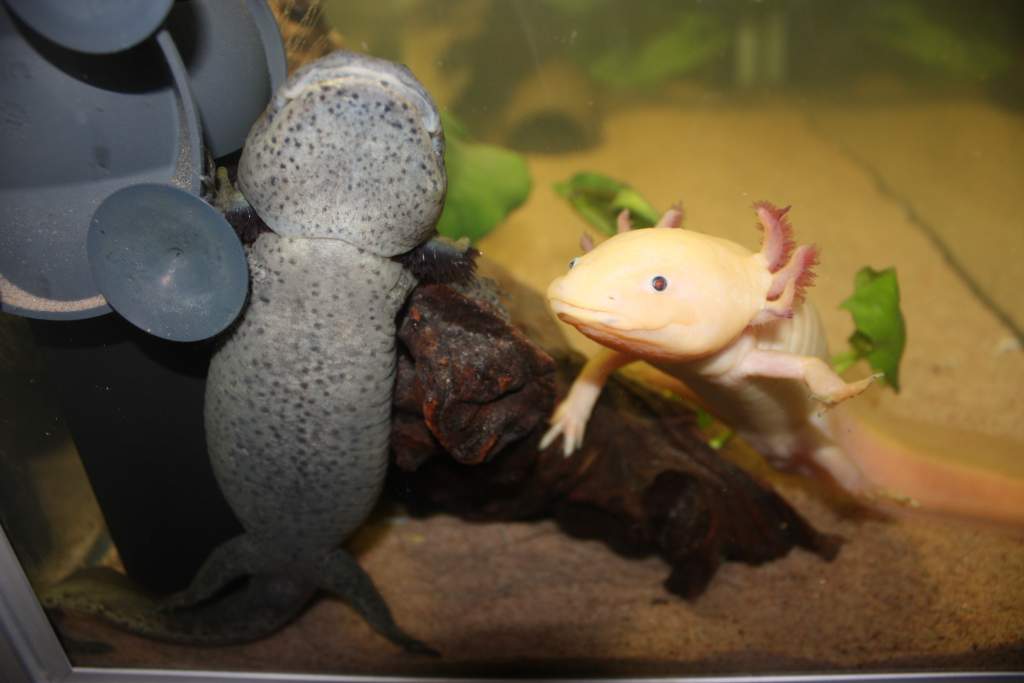 Buffy and Dante, Don't ask me what Buffy is doing :)