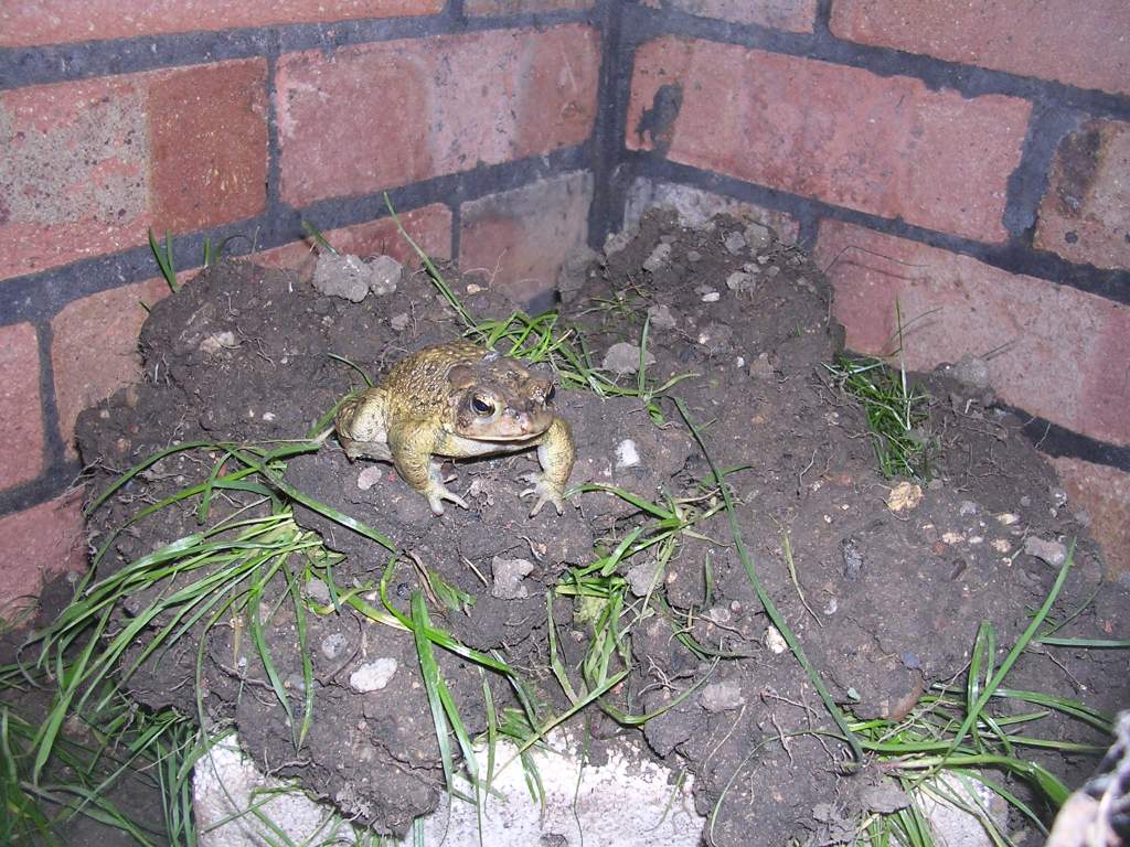 Bufo  americanus