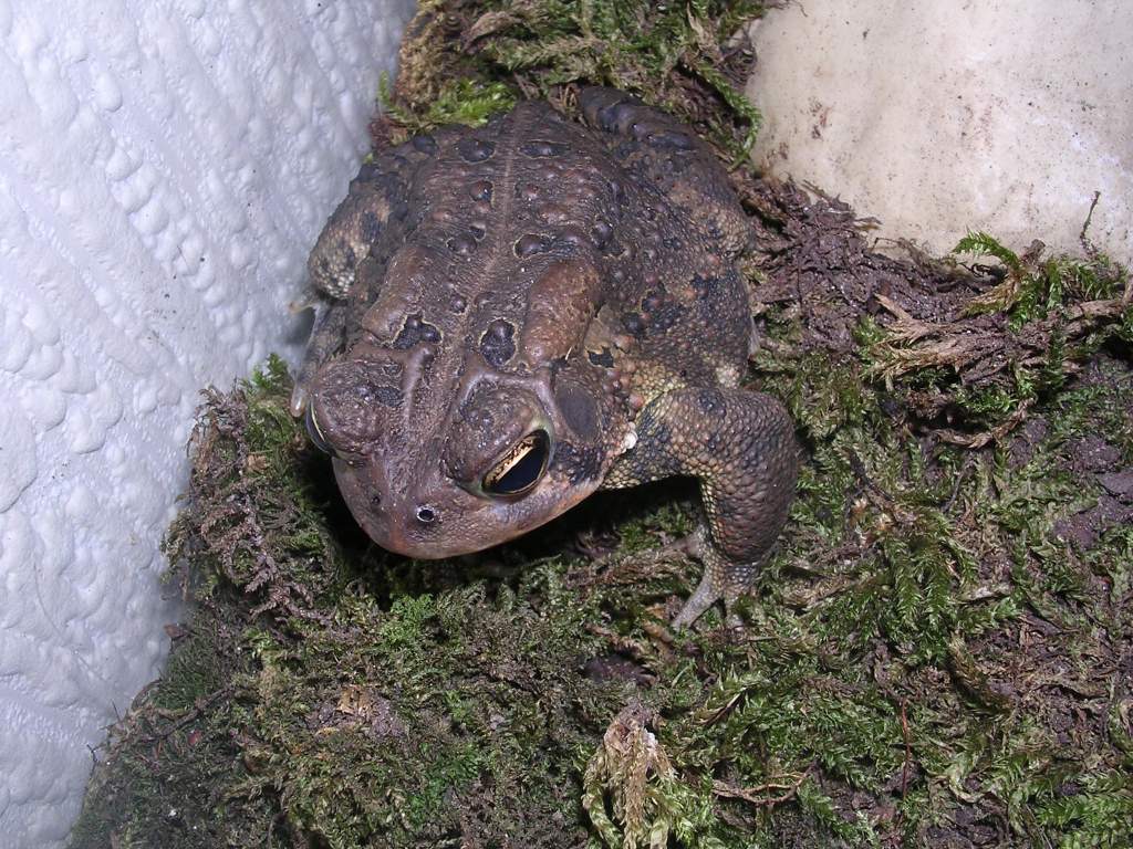 Bufo americanus