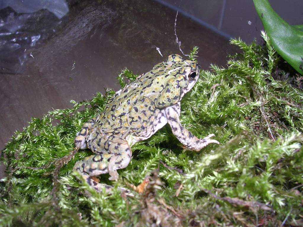 Bufo debilis
