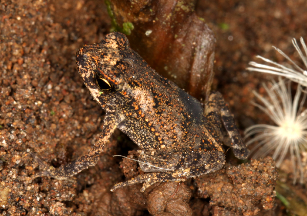 Bufo marinus - Marine Toad (juvenile)