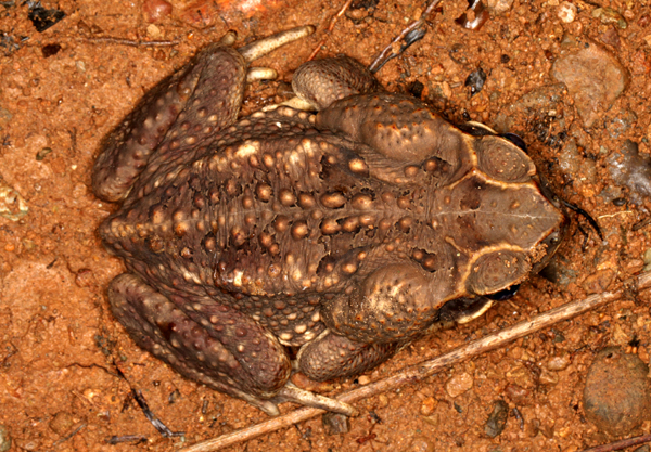 Bufo marinus - Marine Toad
