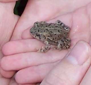 bufo